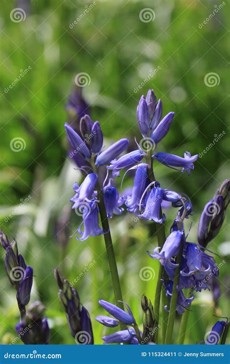 Early Spring Woodland Bluebells in the Sunshine Stock Image - Image of ...
