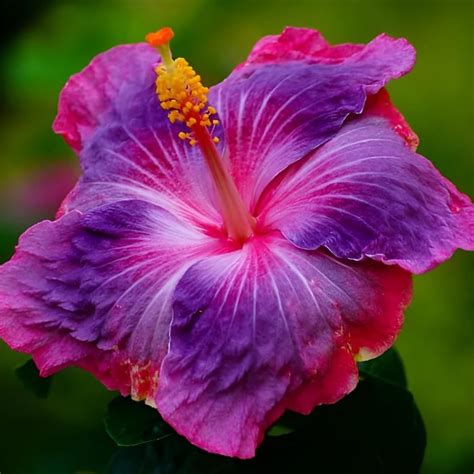 Austrelian Hibiscus Rare Colors – Haven plant