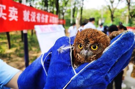 郑州野生动物救护站一次放归二级保护动物30只_新浪河南_新浪网
