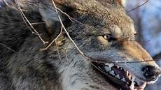 Wolf Wallpaper For Computer by Wolves Screensavers And Wallpaper 63 Images Wolf Wallpaper For Computer