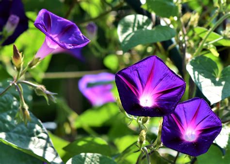 Morning Glories: How to Plant, Grow, and Care for Morning Glory Flowers ...
