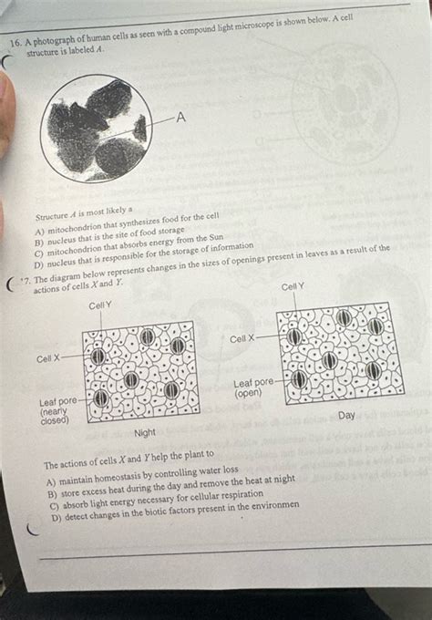 Solved: A photograph of human cells as seen with a compound light ...