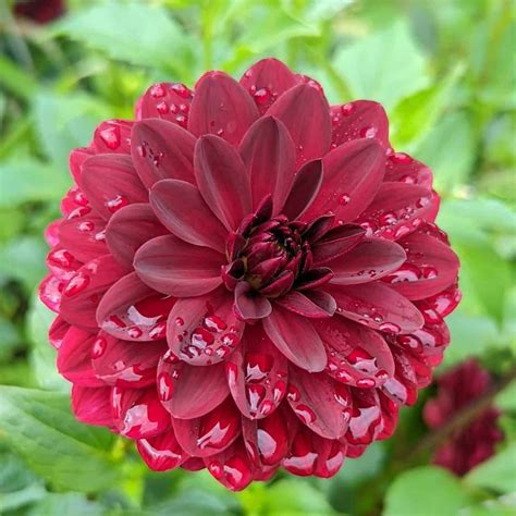 Home - Natick Community Organic Farm