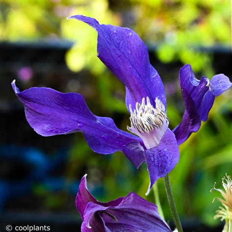 Clematis 'Blue Ocean' - buy plants at Coolplants