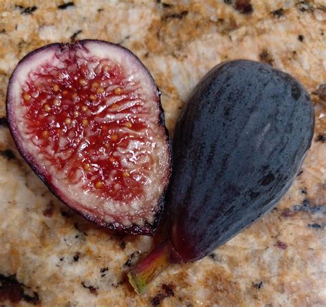 Amazon.com : Black Mission FIg Tree - 2 Live Cuttings - Tasty Dark ...