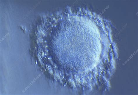 Image result for fertilisation