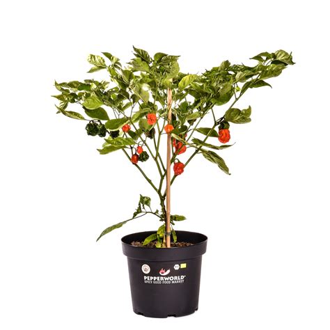 Carolina reaper plant - eblinda