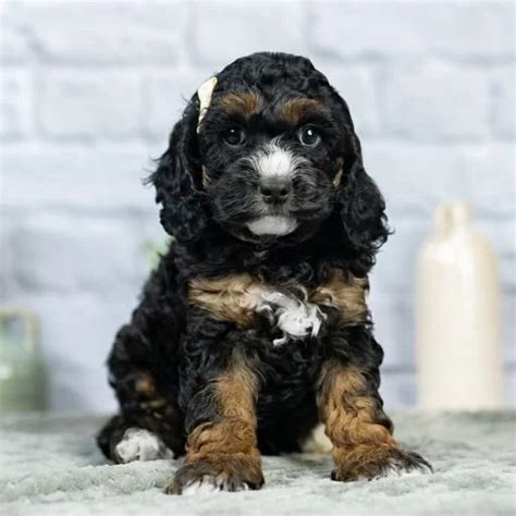 Cockapoo Dogs Adult Sizes 的图像结果