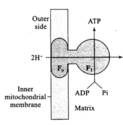 NCERT Exemplar Class 11 Biology Solutions Chapter 12 Respiration in ...