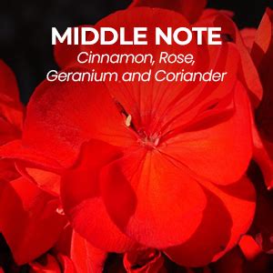 Buy Vokka Desert Oud 100ml Perfume | Unisex Luxury Long Lasting Arabian ...