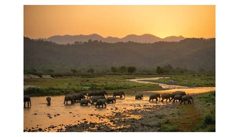 Migrating Giants - House Of Creativity