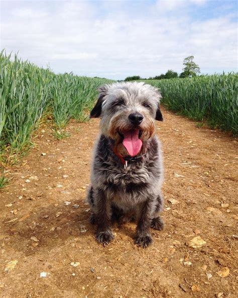 Image result for Jackapoo Dog