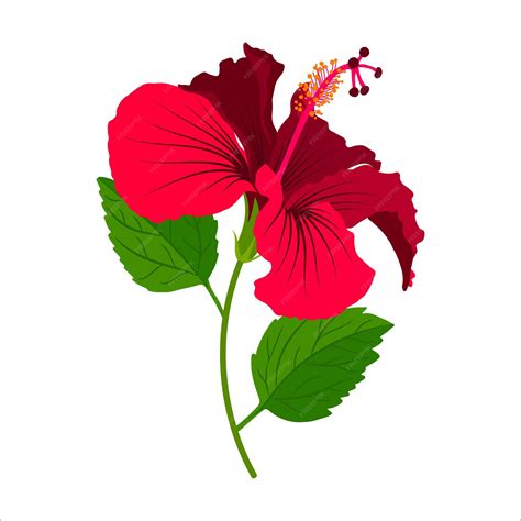Hibiscus Flower Clipart