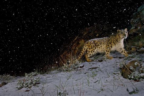 Nocturnal animals facts and information