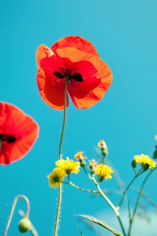 Download wallpaper the sky, macro, nature, Maki, section flowers in ...