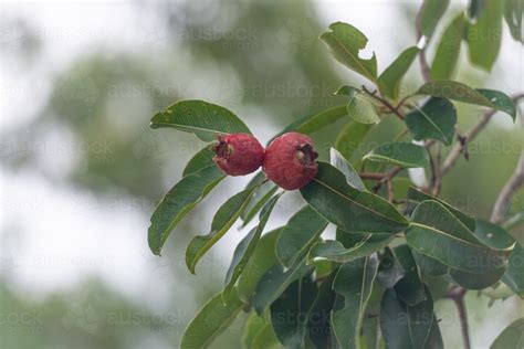 Image result for Bush Apple Tree