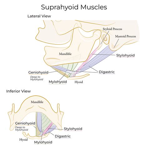 Gross Anatomy Glossary: Neck - Suprahyoid Muscles | ditki medical ...