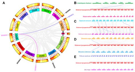 Genome-Wide Identification and Expression Analysis of Hexokinase Gene ...