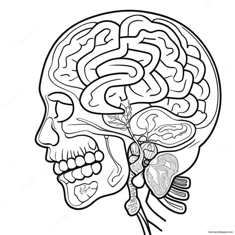 Anatomy Of The Brain Coloring Page (52943-41880)