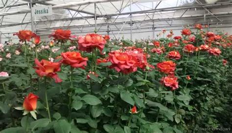 पॉलिहाऊसमध्ये गुलाबाची लागवड करा आणि कमवा जास्तीचे पैसे