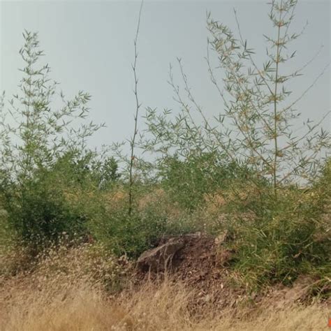 V Group’s Green Legacy: Sustainable Tree Planting for CSR in Kassel ...