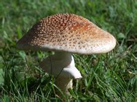 Image result for Example of Random Variable of Interest