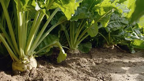 Our varieties | Sugar beet seed | SESVanderHave