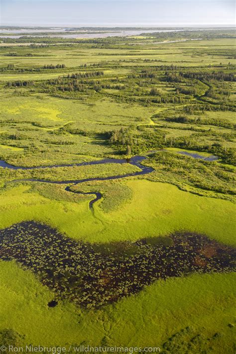 Copper River Delta | Photos by Ron Niebrugge