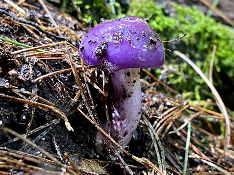 Purple nurple : r/mycology