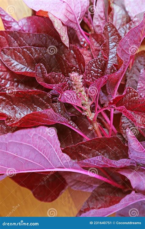 Closeup of Gorgeous Color Fresh Organic Red Spinach or Amaranthus ...