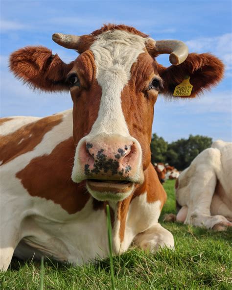 Why cows have horns — Plaw Hatch Farm