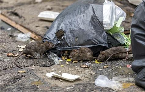 后院发现巨型老鼠，为解决鼠害问题组建“灭鼠小组” - 每日头条