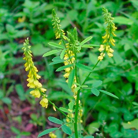 Донник лекарственный (желтый) (Melilotus officinalis) - Пестициды.by ...