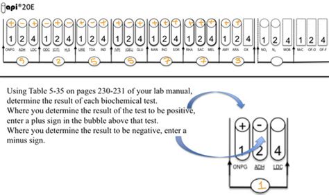 Image result for API 20E Booklet