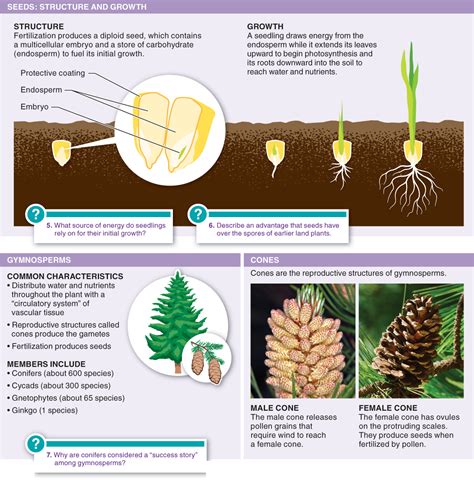 Image result for Plant Classification