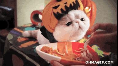 20+ Funny Halloween Pics-Animated Gifs & Wallpapers | EntertainmentMesh