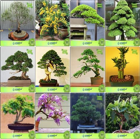 Creative Farmer Bonsai Suitable Seeds : Fruit And Tree Combo Combo ...