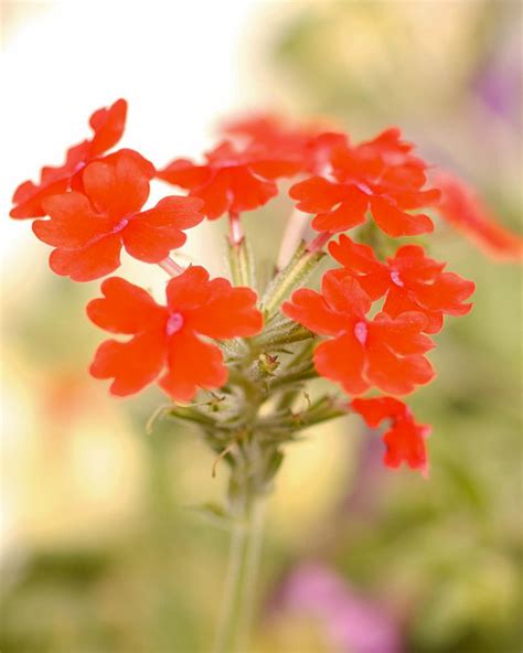 How to Grow and Care for Your Verbena Plant