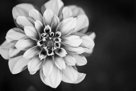 Free Images Of Flowers Black And White at Louis Mitchell blog