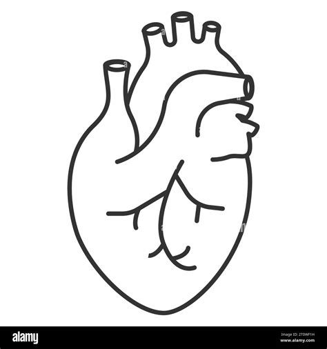 Human heart icon. Anatomically correct heart with venous system icon. Vector illustration. Eps ...