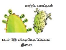 தாவரங்களில் இயற்கையாக நடைபெறும் தழைவழி இனப்பெருக்க முறைகள் ...