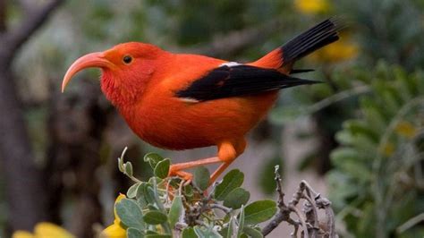 Millions of mosquitoes released from helicopters in Hawaii to save rare ...