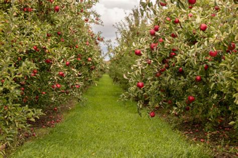 Image result for Apple Tree Farm