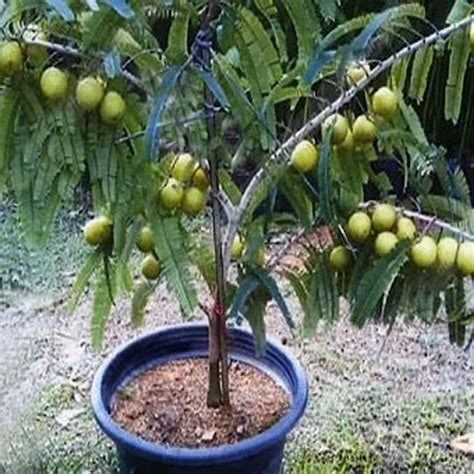 Organic Seeds of Amla, (Dwarf Verity) Indian Gooseberry (Hybrid Seeds ...