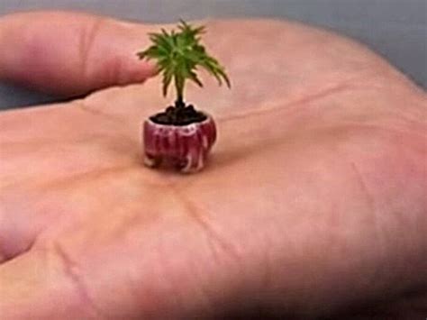 सबसे पुराने से लेकर सबसे जहरीले पेड़ तक, ये हैं दुनिया के अनोखे वृक्ष ...