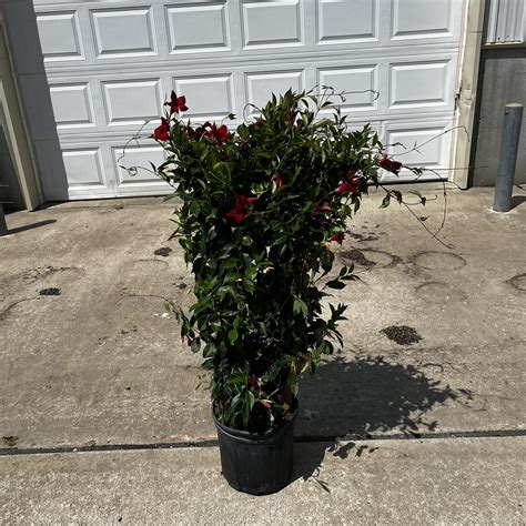 10″ Mandevilla Pretty Red (Trellis) – The Plant Factory | Wholesale Plants
