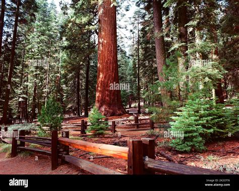 Giant Sequoia Trees Stock Photo - Alamy