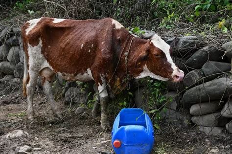 More Than 16.42 Lakh Cattle Infected By Lumpy Skin Disease, Over 75,000 ...