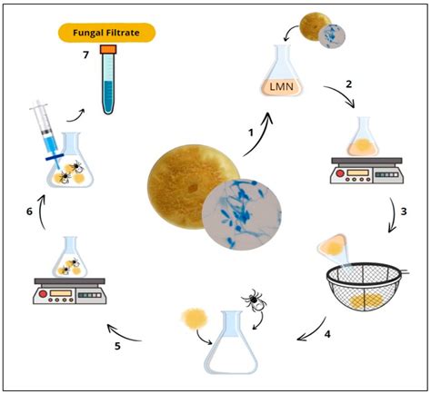 Silver Nanoparticles from Duddingtonia flagrans: Evaluation of ...