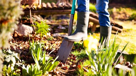 I'm a gardening expert and my trick will kill dandelions and stop them coming back - you don't ...